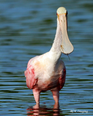 DSC_0006 copy.jpg