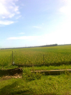 SAWAH BENCHO 0564.jpg