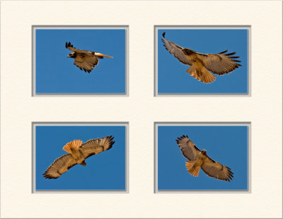 Redtail Hawk, Torrey, UT