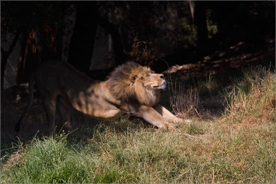 Lion, Oakland Zoo