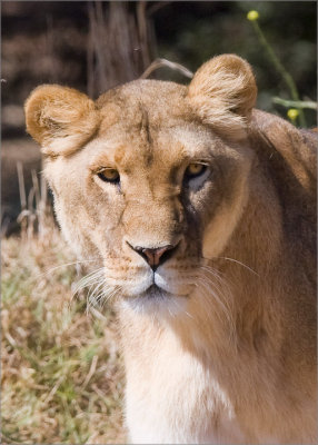 Lioness, Oakland Zoo