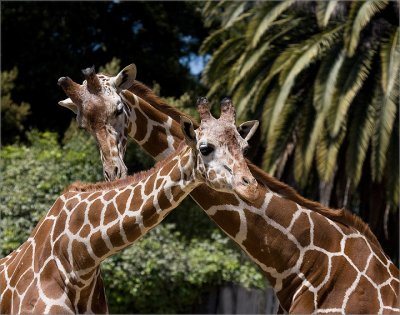 Oakland Zoo