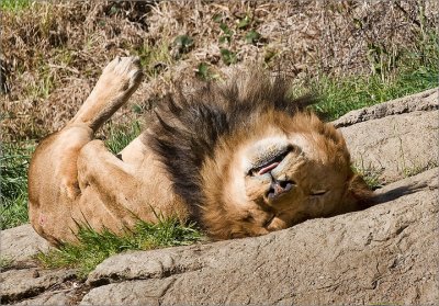 Lion, Oakland Zoo