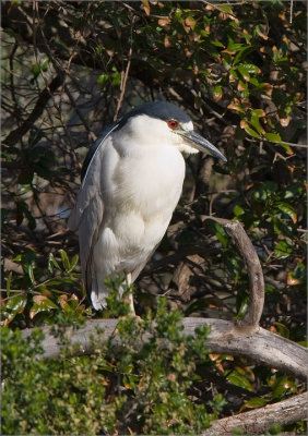 Egrets & Herons