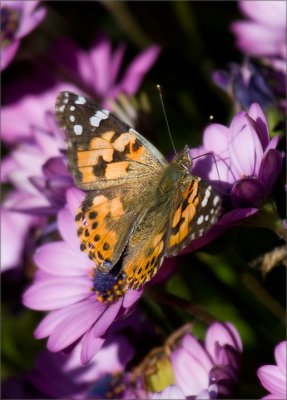 Painted Lady Migration, 2009