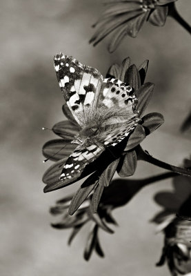 Painted Lady in BW