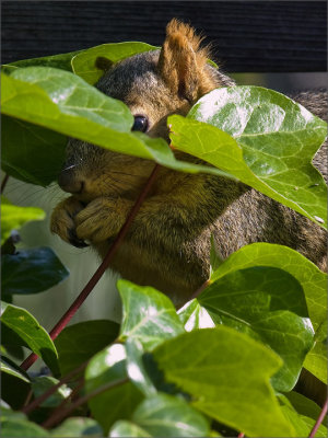 Look Who's Hiding in the Ivy