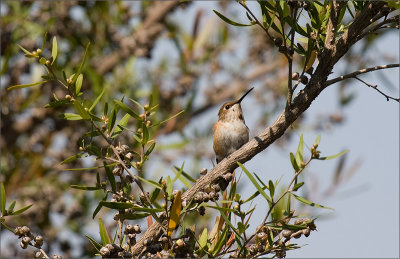 Hummingbird