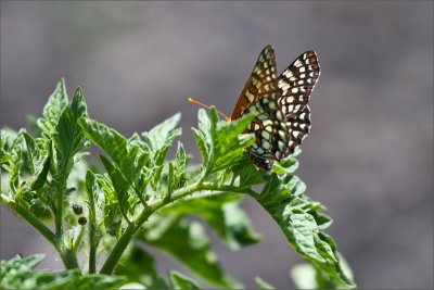 Absolute Checkerspot