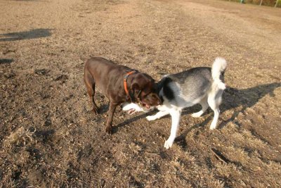 sasha & Smokey (IMG_7086e.jpg)