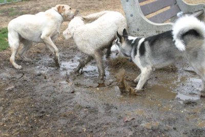 Tango, Cali & Smokey (IMG_7973ar.jpg)