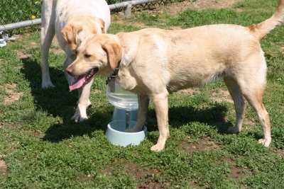 IMG_2308y.jpg (Biscuit & Tango)