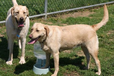 IMG_2309z.jpg (Biscuit & Tango)