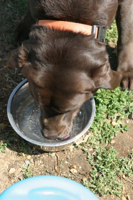 IMG_2310aa.jpg (Sasha)