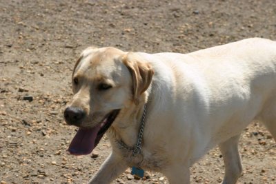 IMG_2316ag.jpg (Biscuit)