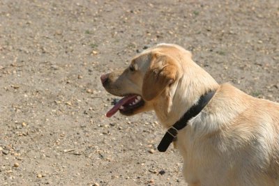 IMG_2317ah.jpg (Biscuit)