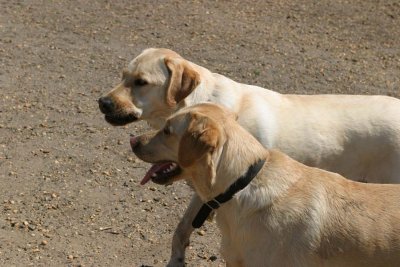 IMG_2319aj.jpg  (Biscuit & Tango)
