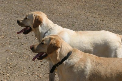 IMG_2320ak.jpg (Biscuit & Tango)