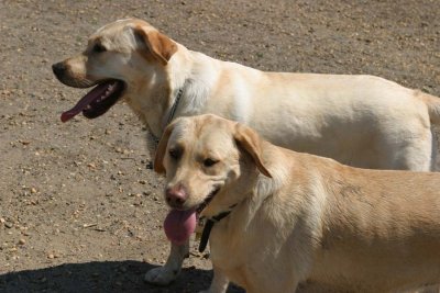 IMG_2323an.jpg (Biscuit & Tango)