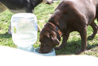 IMG_2325ap.jpg (Sasha)