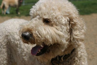 IMG_2359bx.jpg (Dandy)