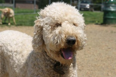 IMG_2361bz.jpg (Dandy)