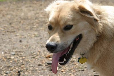 IMG_2523j.jpg (Rusty)