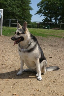 IMG_2536w.jpg  (Sasha)