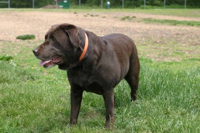 IMG_2539z.jpg  (Sasha)