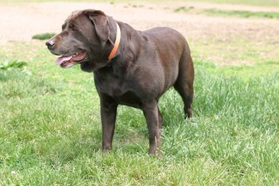IMG_2541ab.jpg  (Sasha)