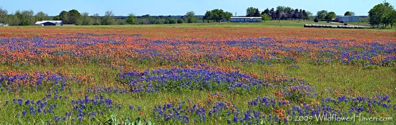 Paintbrush - Bluebonnets Pano - White Hall