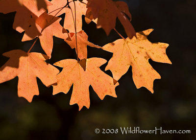 Leaves of Fall