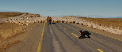 Ovejas en el camino.