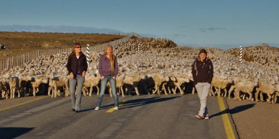 Rebaño de ovejas, Punta Arenas, Chile
