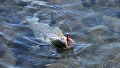 Pesca con Mosca en Rio Baker (Flyfishing)