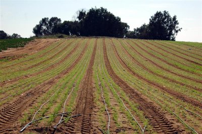 Carrot Field