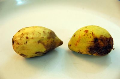 Indian Almond (Terminalia catappa)