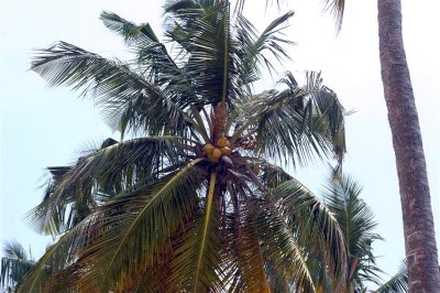 Lekki Beach Coconut Tree
