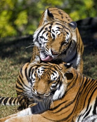 Metro Zoo_082.jpg