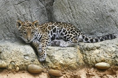Leopard_01.jpg