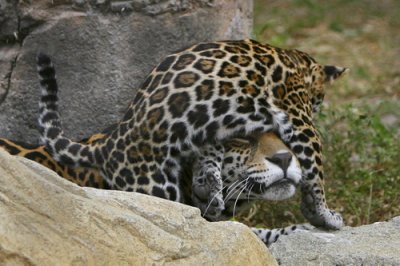 Leopard_02.jpg