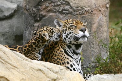 Leopard_06.jpg