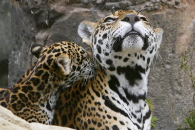 Leopard_07.jpg