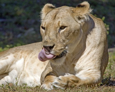 Metro Zoo_243.jpg