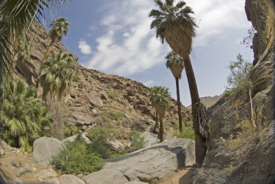 Indian Canyon_050.jpg