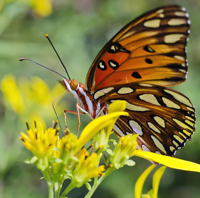  Butterflies