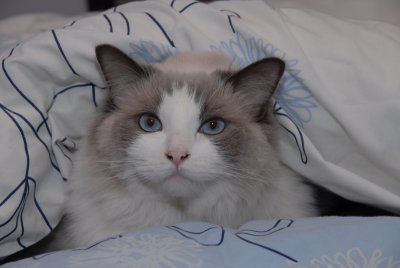 Buffy,  our Ragdoll (Lady...)