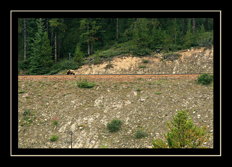 Grizzly Bear on the Tracks