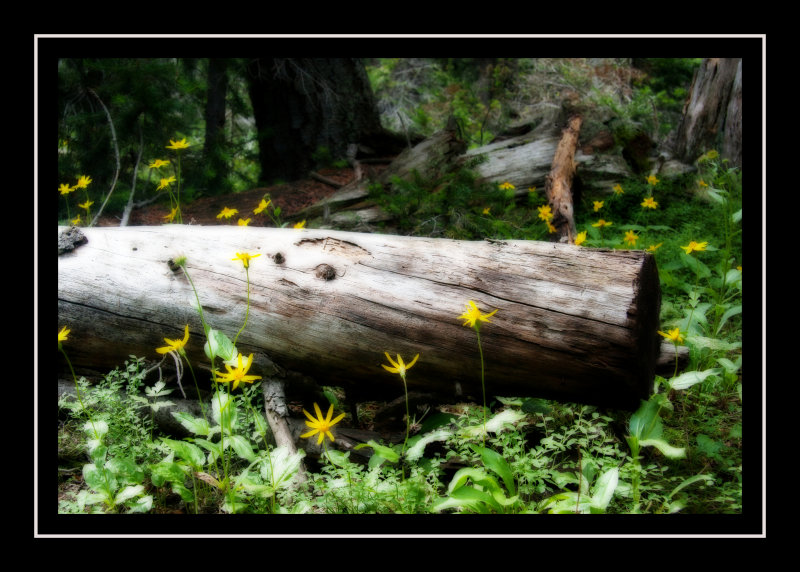 Leafy arnica on the trail