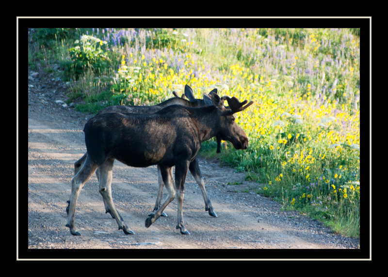 Why did the moose cross the road?